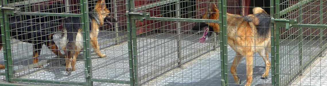 Security and Guard Dog Kennels
