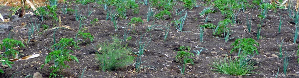 Organic Farming