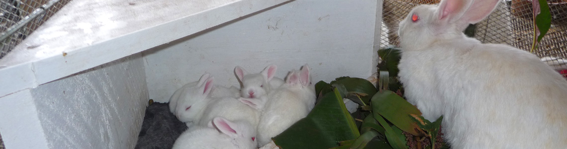 Rabbit Production